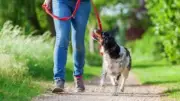 Pujaut renforce la sécurité avec un arrêté obligeant la laisse pour les chiens