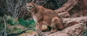 Puma attaque un enfant de 4 ans : le geste héroïque du père sauve son fils