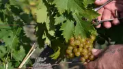 Pyrénées-Orientales : vendanges record avec quinze jours d'avance