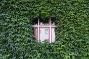 Quand la passion des plantes d'intérieur devient envahissante dans un petit appartement