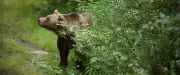 Randonneur tué par un ours brun sur l'île d'Hokkaido au Japon