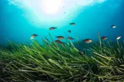 Réchauffement méditerranéen : comment il dérègle la vie marine