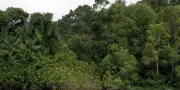 Recul des forêts primaires tropicales : le ralentissement s'amorce