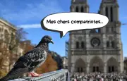 À Rennes, un hôtel 5 étoiles pour pigeons avec contraception intégrée
