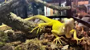 Reptiliades de Nîmes : geckos, serpents et escargots géants attirent les foules