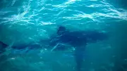 Requin disparu depuis 50 ans redécouvert dans le Pacifique