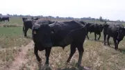 Saint-Georges-d'Orques : Sport, tauromachie et fête au programme du printemps
