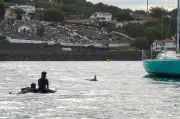 Saint-Jean-de-Luz verbalise un jet-ski pour harcèlement de dauphin