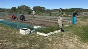 Solidarité agricole : des bénévoles aident une maraîchère bio à Saint-Dionisy