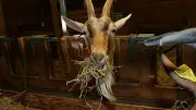 Sorties en Lozère : goûter à la ferme, marché de potiers et visite d'exploitation aromatique