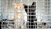 SPA Occitanie : abandons en hausse, adoptions en chute libre cet été