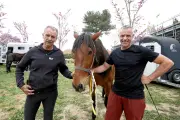Spectacles équestres à Biot : la complicité homme-cheval au cœur des Templiers