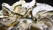 Sète Agglo lance la Conch'party : huîtres gratuites et pique-nique géant