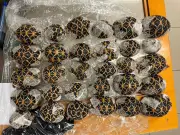 Taïwanaise arrêtée à Bangkok avec 30 tortues sous ses vêtements
