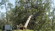 Tempête Goretti : un homme retrouvé mort après la chute d'un arbre sur sa caravane