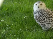 Terres d'oiseaux célèbre la biodiversité avec un programme festif jusqu'au 5 avril