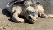 Tortue caouanne échouée sans vie sur la plage du Lido à Sète