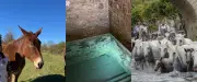 Traditions camarguaises, mulet, mikvé : l'essentiel de l'actu en région