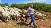 Transhumance des brebis de Michel Ibanez : une randonnée pastorale dans l'Hérault