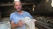 Transhumance menacée par le loup : un berger prêt à abandonner
