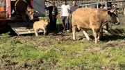 Transhumance printanière : le troupeau Toiron retrouve les pâturages du Pradel