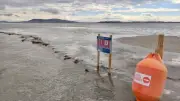 Treize bouées installées autour des Tocs de Thau pour protéger les oiseaux rares