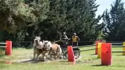 Tresques accueille son 12e concours d'attelage amateur ce week-end