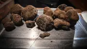 Truffe noire : production en baisse, la filière s'adapte au climat