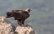 Un aigle prisonnier de glace : une vidéo virale révélée comme un deepfake