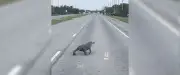 Un alligator sans queue traverse une route en Louisiane, la vidéo devient virale