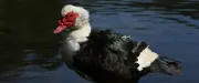 Un canard de Barbarie terrorise un quartier en Floride