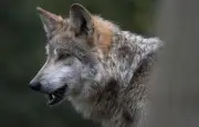 Un loup qui a mordu une femme à Hambourg relâché dans la nature sous surveillance