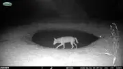 Un loup solitaire filmé en pleine nuit dans l’Hérault