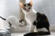 Un nouveau traitement contre l'insuffisance rénale chronique chez le chat