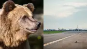 Un ours sur la piste d'un aéroport japonais provoque l'annulation de vols
