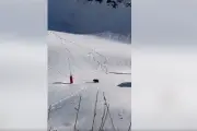 Un ours traverse une piste de ski à Guzet : rencontre magique dans les Pyrénées