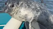 Un phoque pourchassé par des orques trouve refuge sur un bateau