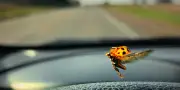 Un projet citoyen mesure le déclin des insectes via les plaques d'immatriculation