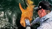 Un requin à peau orange observé au Costa Rica : une étude révèle un cas rare de xanthisme