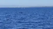 Un rorqual commun de 15 mètres observé au large du Cap d'Agde