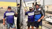 Un thon géant de 2,22 m et 135 kg pêché à Frontignan