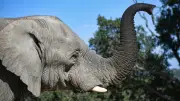Un touriste verse de la bière dans la trompe d'un éléphant au Kenya