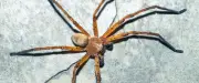 Une famille cohabite 5 ans avec 2000 araignées violonistes sans le savoir