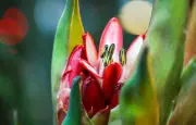 Une floraison unique après 43 ans d'attente au jardin botanique de Genève