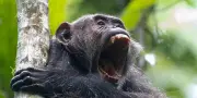 Une guerre civile chez des chimpanzés documentée pour la première fois en Ouganda