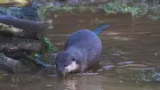 Une loutre entraînée comme chien détecte les disparus en milieu aquatique