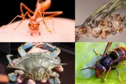 Var : la lutte s'intensifie contre les espèces invasives menaçant la biodiversité