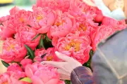 Var : Où acheter des pivoines fraîches directement chez les producteurs locaux ?