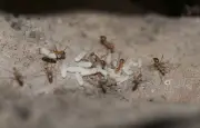 Var : un troisième foyer de fourmis électriques découvert à Cavalaire-sur-Mer