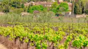 Vendémian célèbre la culture occitane avec la Passeda de l’Ase